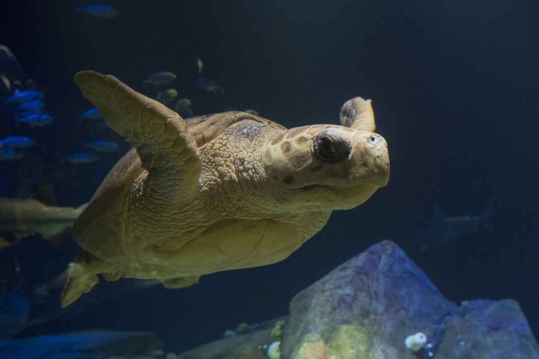 Loggerhead sea turtle (Julie Larsen Maher/WCS)